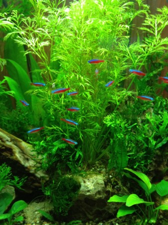 Cardinal Tetras