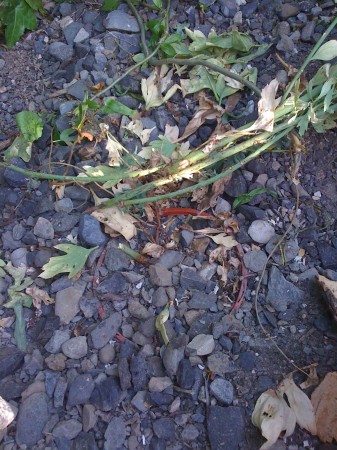 Poppy carcass