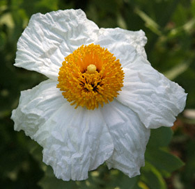 Poppy