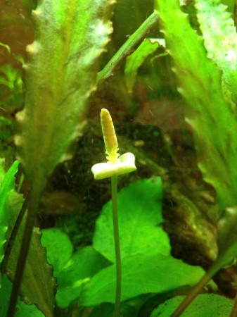 Aquarium lily