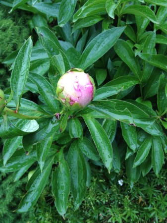 Almost Peonies