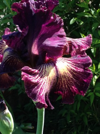Purple Iris