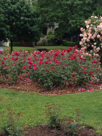 Rose Garden 1