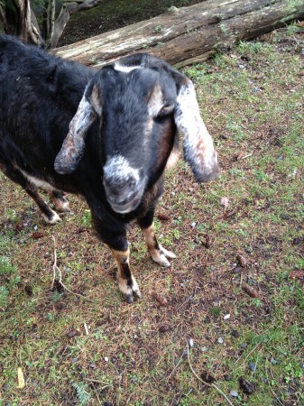 Goat2