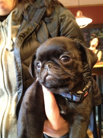 Tiny Pug