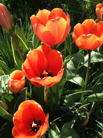 Closer Tulips!