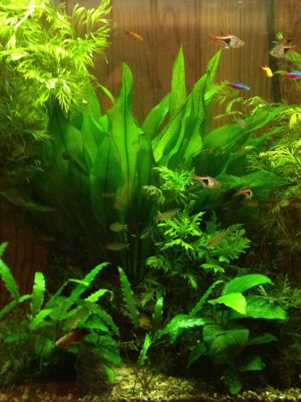 Fish Everywhere