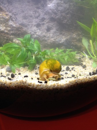 Mystery Snail