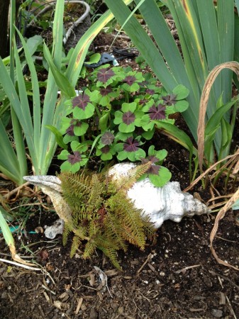 Shamrock Fern
