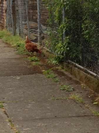 Urban Chicken