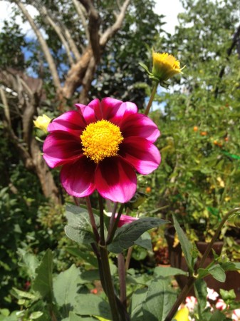 Another Dahlia