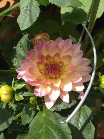 Dahlia Dahling
