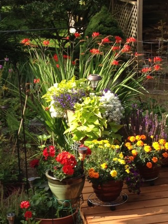 Garden Morning Light