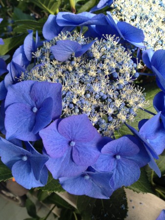 Hydrangea