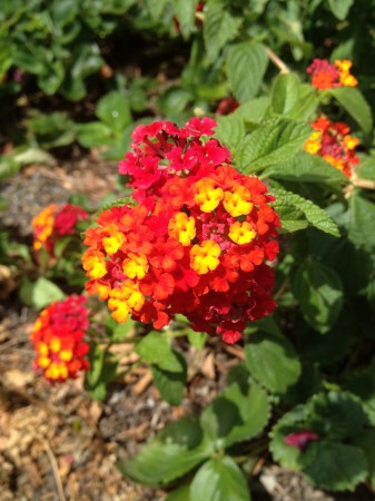 Lantana