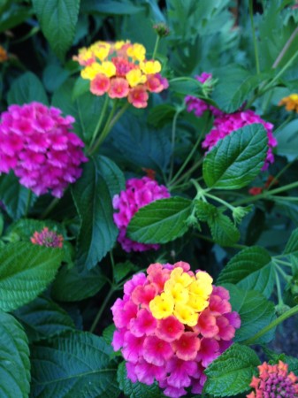 Lantana Candy 1