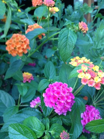 Lantana Candy 2