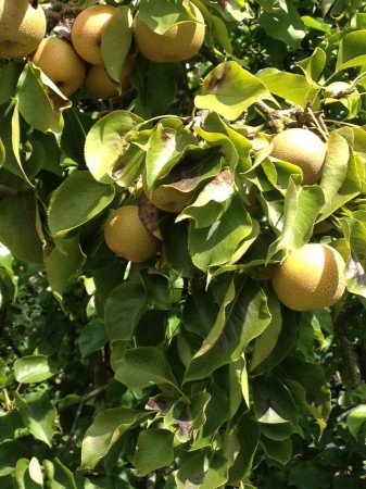More Asian Pears
