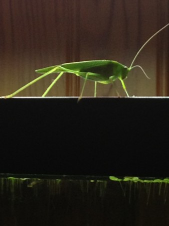 Katydid 1