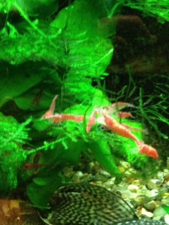 Cherry Shrimp 2