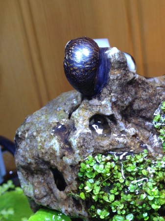 Snail on Rock