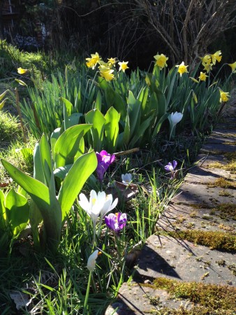 Crocuses and Daffodils