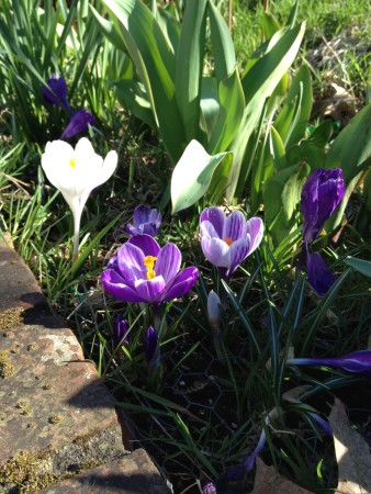 Crocuses