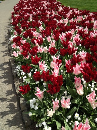 Butchart Tulips