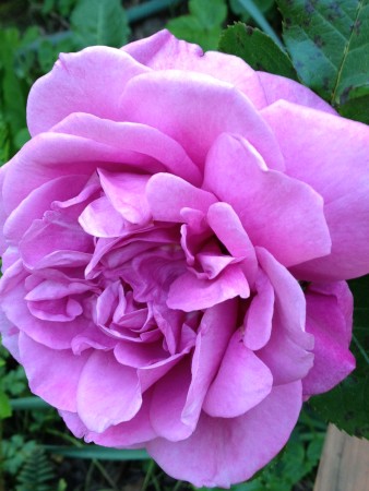 The Purple Rose of Portland