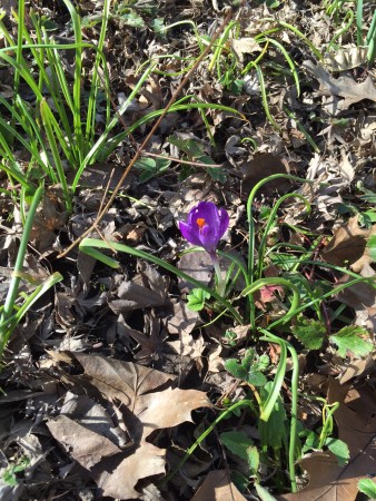 Crocus